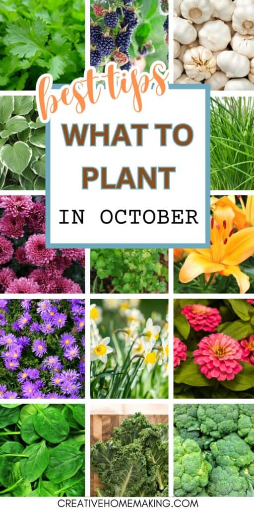 Don't let the cooler weather deter you from planting this October. Our guide features the best plants to grow this season, including stunning autumn blooms and tasty crops. Start planning your perfect fall garden today!