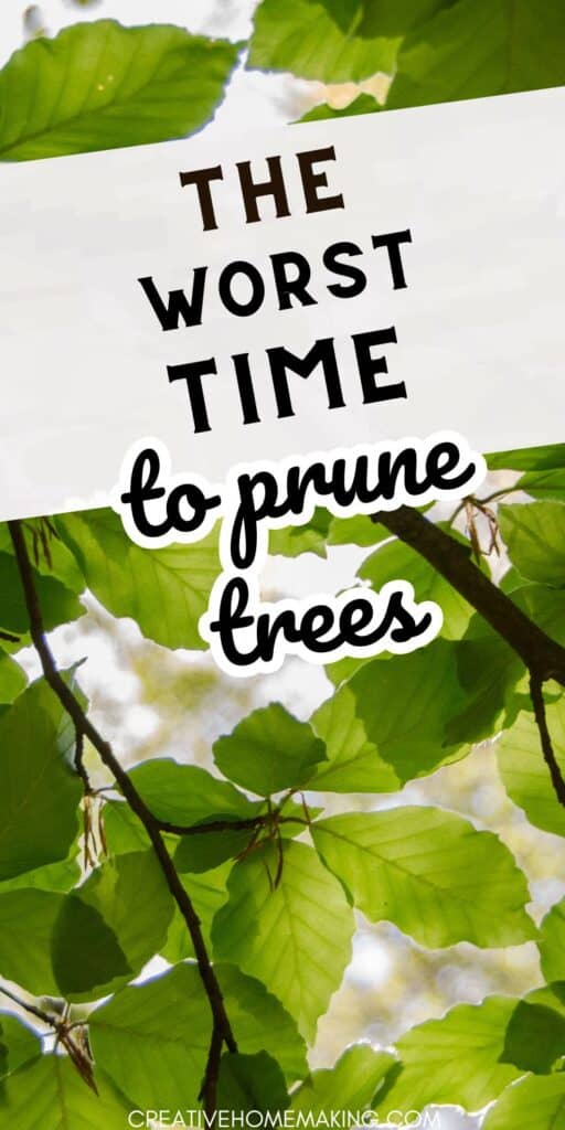 Are you planning to prune your trees soon? Make sure you know the risks of pruning at the wrong time of year. Discover the worst time to prune trees and how to prevent damage to your beloved trees. 