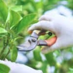 Don't make this common mistake! Learn when NOT to prune your trees to avoid harming them. Find out the worst time to prune trees and how to keep them healthy and beautiful.