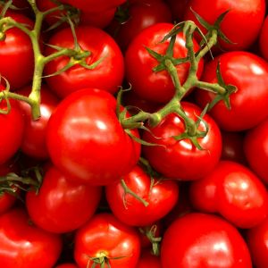 Can Tomatoes Survive Frost?