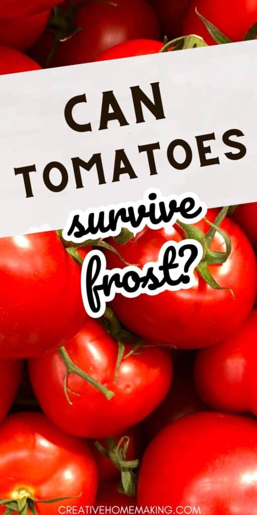 Don't let frost damage your tomato plants! Learn how to protect them and keep them thriving all winter long with our expert tips and tricks.