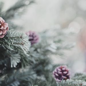 Christmas Tree Not Drinking Water: Quick Solutions to Hydrate Your Holiday Tree