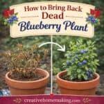 Is your blueberry plant dying? Learn how to revive a blueberry plant with simple fixes for watering, soil, and sunlight. Easy blueberry growing tips for beginners.