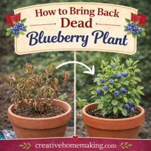 Is your blueberry plant dying? Learn how to revive a blueberry plant with simple fixes for watering, soil, and sunlight. Easy blueberry growing tips for beginners.