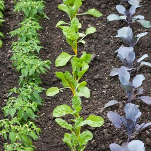 Don't let the cold weather stop you from enjoying fresh, homegrown veggies! Check out our collection of frost tolerant vegetables that can withstand winter temperatures and keep your garden thriving all season long.