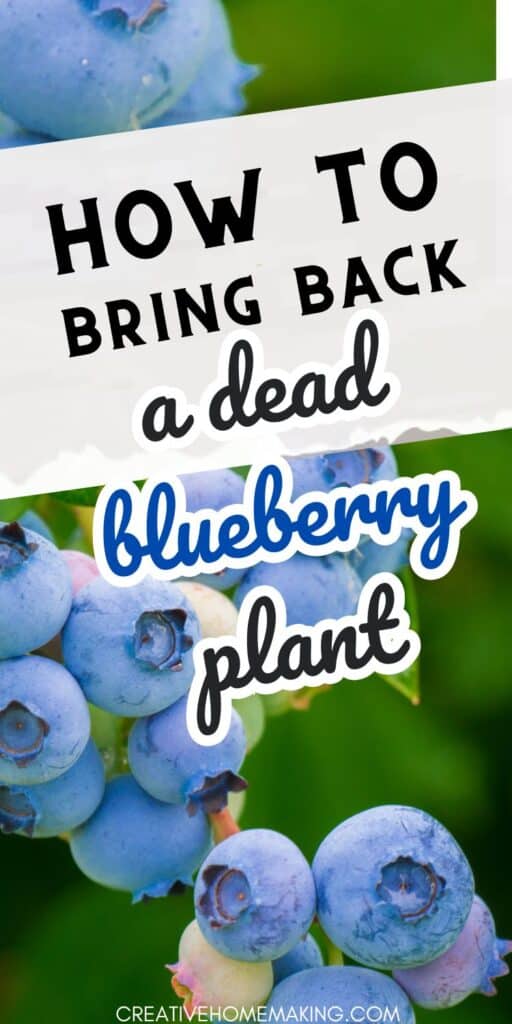 Revive your blueberry plant and enjoy a bountiful harvest with our expert tips and tricks. Learn how to identify common issues, provide the right nutrients, and create the perfect growing environment to ensure your blueberry bush flourishes once again.