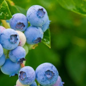 Discover the secrets to bring back a dead or struggling blueberry plant with our easy step-by-step guide. From proper pruning techniques to soil amendments, we'll help you bring your blueberry bush back to life and thriving in no time!