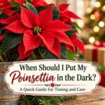 Learn how to encourage your poinsettia to turn red for Christmas with the right light and darkness schedule! Discover when to start covering your poinsettia, how long it needs darkness each night, and how to care for it during the process. Save this easy poinsettia care guide for the holiday season.