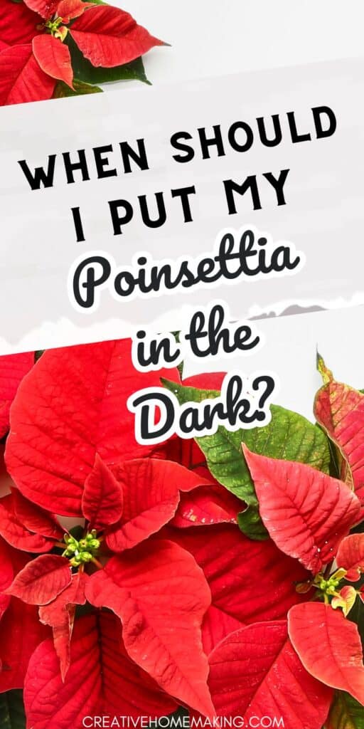Elevate your holiday decor with lush poinsettias! Discover the optimal time to place your poinsettia in darkness for a breathtaking burst of color. Essential care tips for a picture-perfect Christmas display.