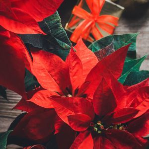 Uncover the secret to vibrant poinsettia blooms! Learn when to transition your plant to darkness for a stunning holiday display. Expert tips for nurturing your poinsettia to perfection.