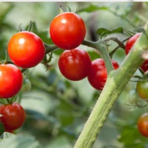 Discover the simple process of freezing cherry tomatoes to extend their shelf life and enjoy their vibrant flavor in your favorite dishes throughout the year. Our easy-to-follow guide will show you how to preserve these delicious fruits with minimal effort.