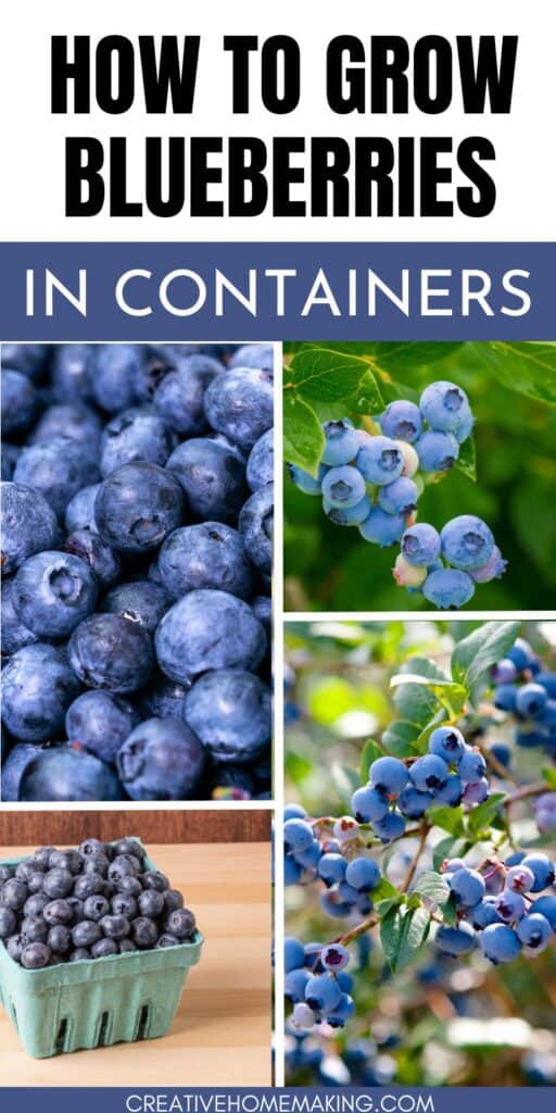 Explore the world of container gardening with our guide to growing blueberries. From choosing the right pot to nurturing healthy plants, discover tips and tricks for cultivating delicious blueberries in limited space. Join us in reaping the rewards of homegrown goodness! 