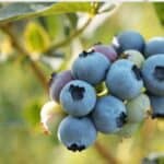 Discover the secrets to growing juicy blueberries in pots with our step-by-step guide. Perfect for small spaces and urban gardens!