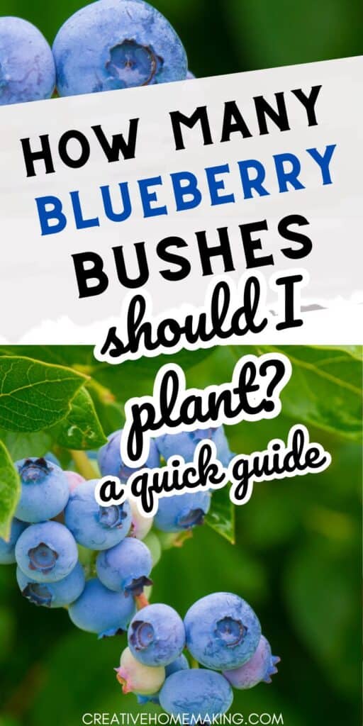 Uncover the secrets to planting blueberry bushes for a fruitful garden. Find out how many bushes to plant to enjoy a steady supply of delicious, antioxidant-rich blueberries.