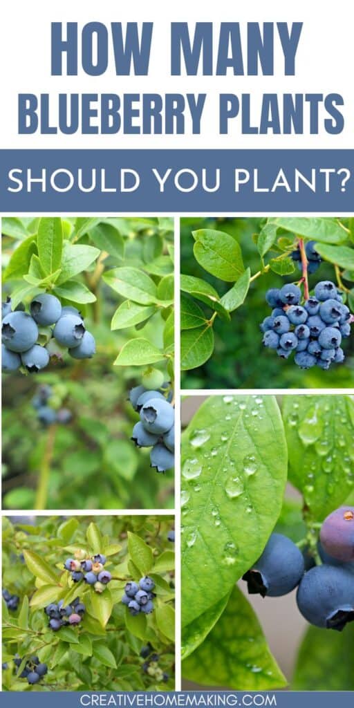 Explore the ideal number of blueberry bushes to plant for a thriving home orchard. From spacing to variety selection, find expert tips for a successful blueberry harvest.