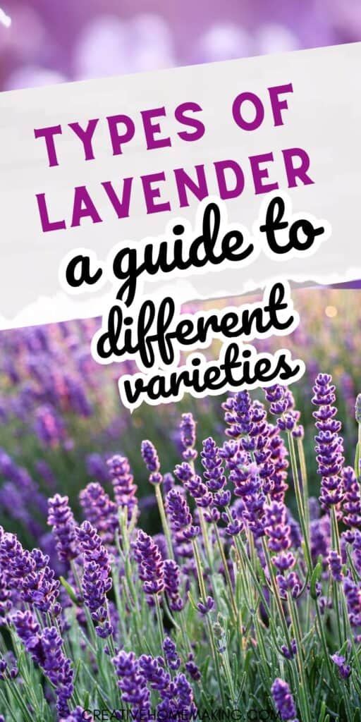Journey into the world of French lavender and explore its stunning purple spikes, delightful fragrance, and Mediterranean charm. From gardening tips to creative ways of incorporating French lavender into your home, this board is your gateway to the elegance of this beloved lavender variety.