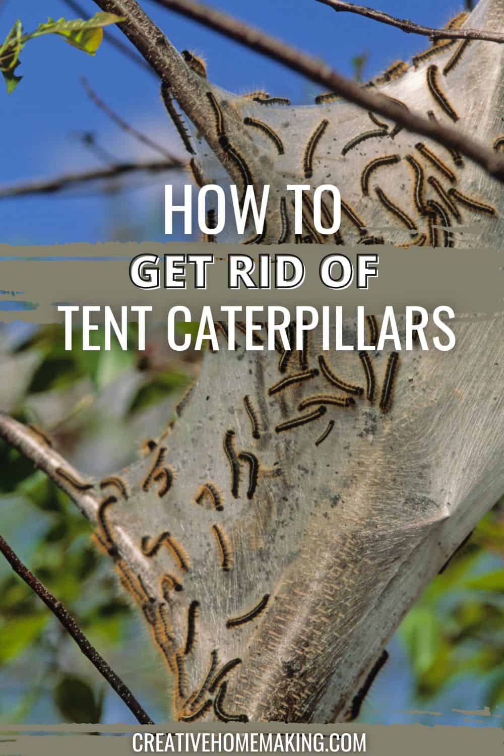 How To Get Rid Of Tent Caterpillars Creative Homemaking