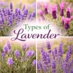Not all lavender is the same! Learn the different types of lavender and which one is best for your garden, recipes, or home. Perfect for beginners, plus ideas for tea party recipes, brunch drinks, and summer garden inspiration.