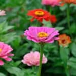 Are zinnias edible? Uncover the truth about zinnias and their edibility - explore the fascinating world of zinnias and their potential culinary uses!