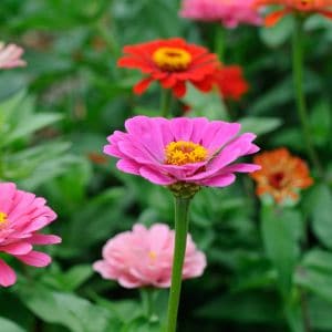 Are zinnias edible? Uncover the truth about zinnias and their edibility - explore the fascinating world of zinnias and their potential culinary uses!