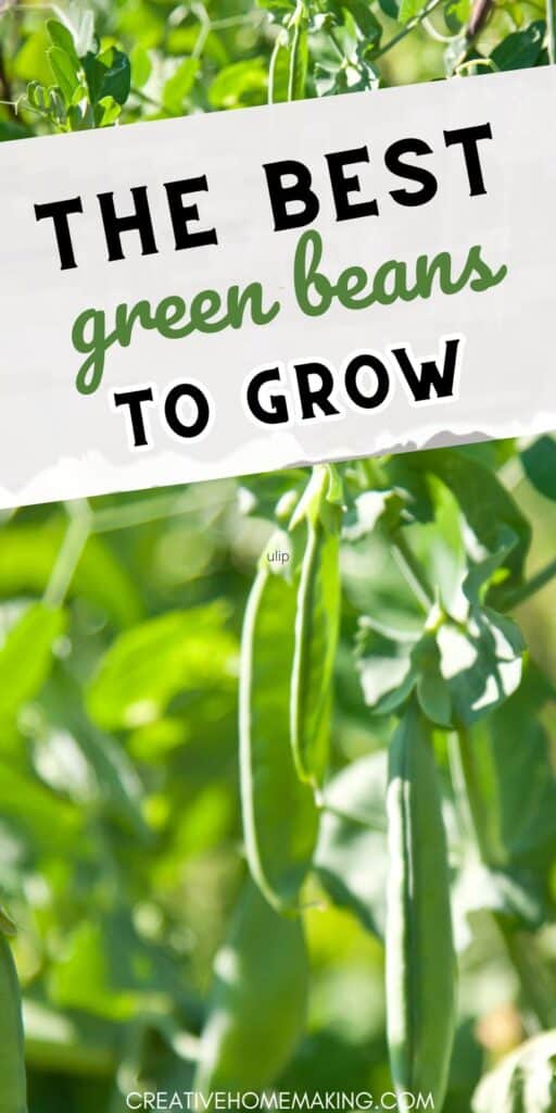 From bush to pole beans, discover the best green bean options for your garden. Whether you're a beginner or an experienced gardener, these varieties are sure to thrive and provide a bountiful yield.
