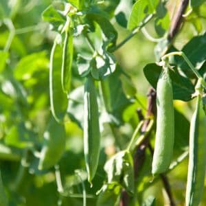 Explore the top green bean varieties for your garden and start growing your own delicious and nutritious harvest. Find the perfect green beans to suit your gardening preferences and climate.