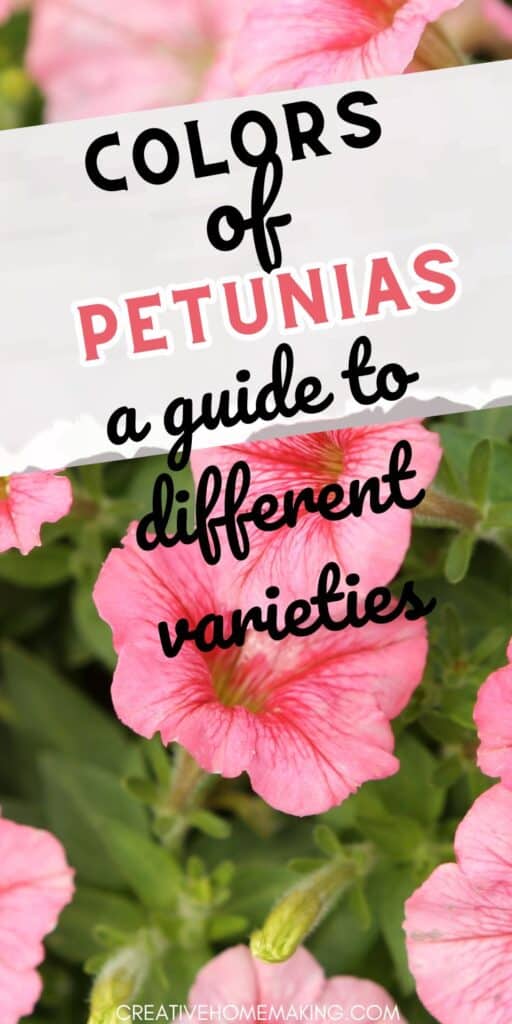 Find inspiration for your garden with a stunning collection of petunia colors. Pin your favorite shades to create a colorful and inviting outdoor space.