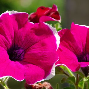 Explore the beauty of petunias in every color of the rainbow, from soft pastels to bold and vibrant hues. Pin your favorite shades to create your dream garden palette.