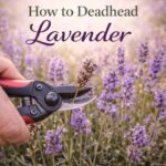 Want your lavender to bloom longer? Deadheading lavender is a simple step that makes a big difference. Learn how to do it the right way for a fuller, healthier plant—perfect for garden party flowers, tea party ideas, brunch tables, and summer gardens.