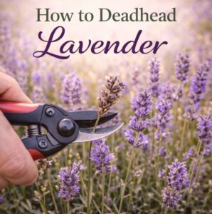 Want your lavender to bloom longer? Deadheading lavender is a simple step that makes a big difference. Learn how to do it the right way for a fuller, healthier plant—perfect for garden party flowers, tea party ideas, brunch tables, and summer gardens.