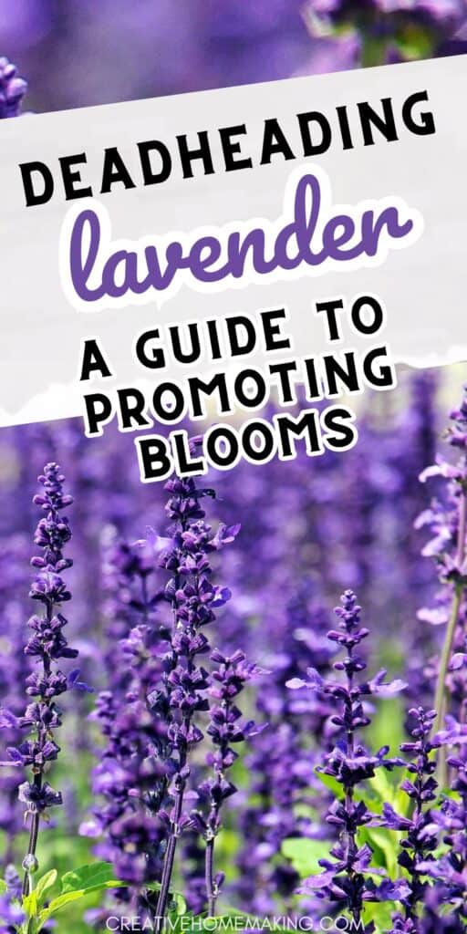 Keep your lavender looking lush and vibrant with our easy deadheading techniques. Explore our step-by-step guide to ensure your garden stays in full bloom all season long.