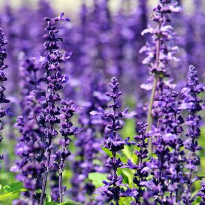 Discover the secrets of deadheading lavender for a thriving garden! Learn how to maintain your lavender plants and promote continuous blooming with our expert tips.