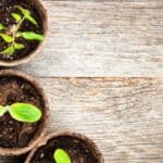 Discover the secrets to successfully growing green beans in pots with our easy step-by-step guide. Perfect for small space gardening!