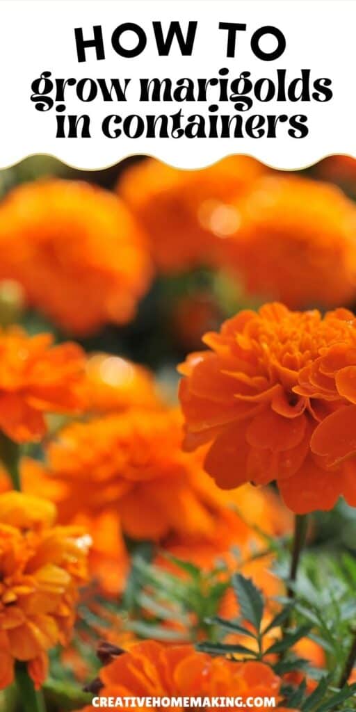 marigoldsさん専用　同梱追加分 marigoldsさん専用 同梱追加分 marigoldsさん専用 同梱追加分 All Item