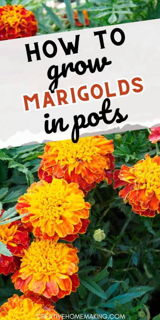 Discover the secrets to successfully growing marigolds in pots, from selecting the right container to providing the ideal growing conditions. Get started on your blooming masterpiece!