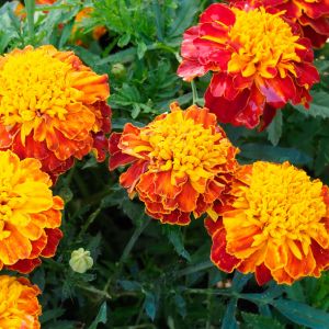 Elevate your container gardening game with our expert tips on growing vibrant marigolds in pots. Perfect for adding a pop of color to your patio or balcony!