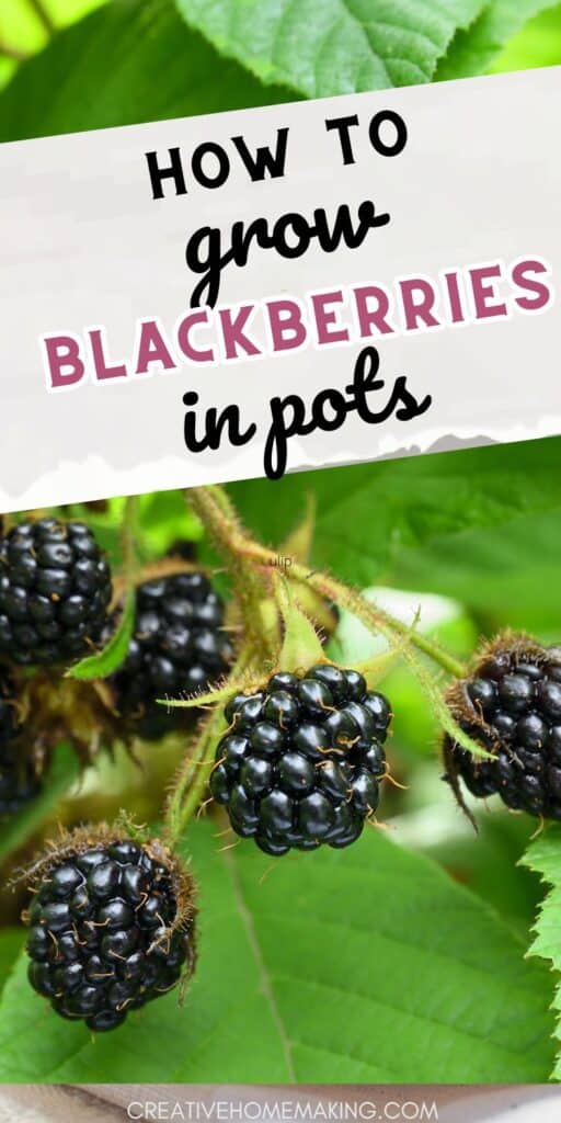 Explore the possibilities of container gardening by learning how to nurture beautiful blackberry plants in pots. Delight in the sweetness of homegrown berries!