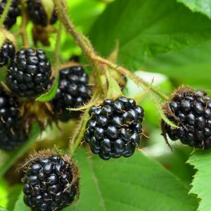 Unlock the joys of homegrown blackberries with our step-by-step guide to growing these luscious fruits in pots. Perfect for small spaces and urban gardens!