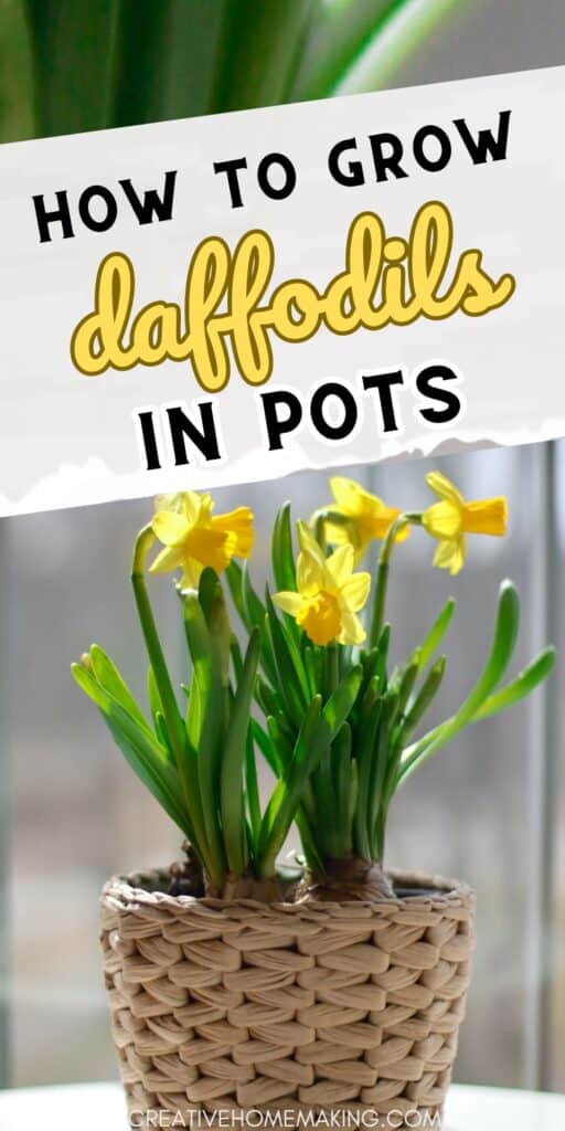 Looking for a simple yet rewarding gardening project? Try planting daffodils in pots! Our step-by-step instructions will help you create a charming floral arrangement that will brighten up any outdoor space. Get ready to enjoy the beauty of daffodils right outside your door.