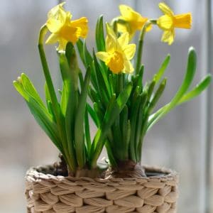 Discover the joy of growing daffodils in pots with our easy-to-follow guide! From selecting the right containers to caring for your blooms, we've got you covered. Bring a burst of sunshine to your patio or balcony with these cheerful flowers.