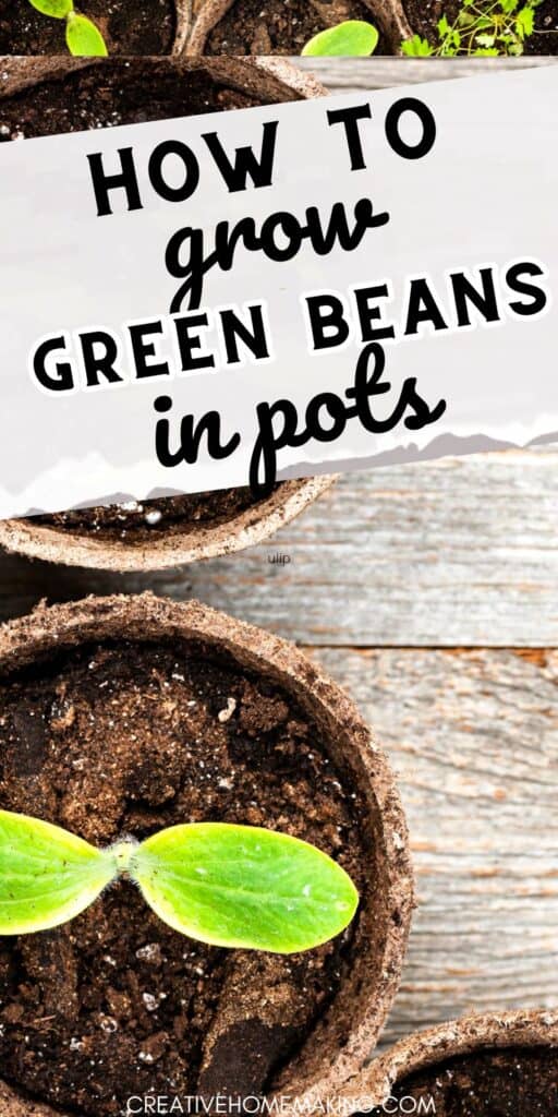 Explore innovative container gardening ideas with our tips for growing delicious green beans in pots. Start your own urban garden today!