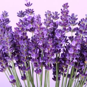 Uncover the secrets to watering lavender plants for optimal growth and beauty. Learn how much water lavender needs to thrive in your garden or pots.