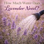 Not sure how often to water lavender? This simple guide explains exactly how much water lavender needs so you can avoid overwatering and keep your plants healthy. Perfect for beginners, plus ideas for using lavender in tea party recipes, brunch drinks, and summer gardens.