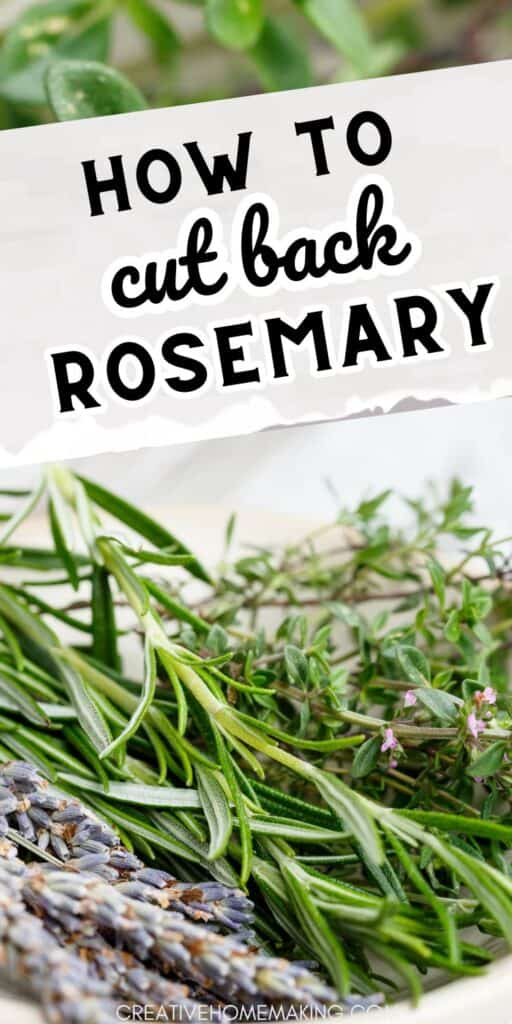 Explore the best methods for cutting back rosemary to promote lush, aromatic growth. Elevate your gardening skills with expert pruning advice.