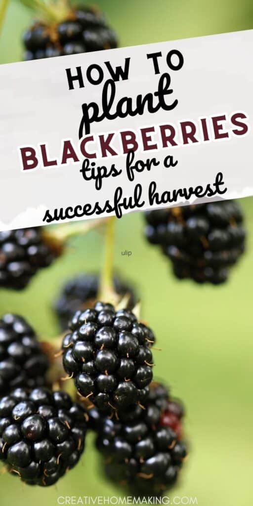 Create your own blackberry paradise with our comprehensive guide to planting and tending to these delectable fruits. Get ready for a fruitful harvest! 