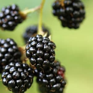 Explore the art of growing blackberries in your garden with these expert tips and tricks. From planting to harvesting, we've got you covered!