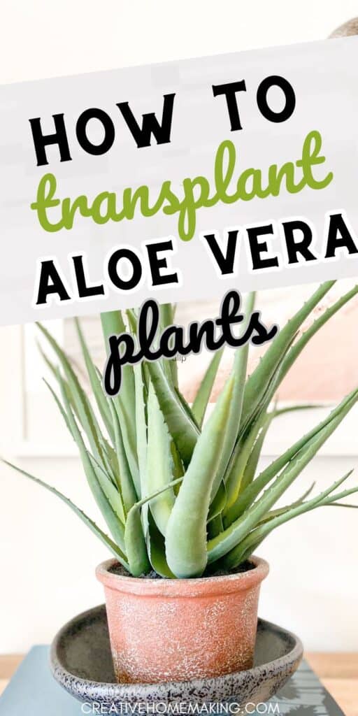 Ready to move your aloe vera? Our comprehensive guide walks you through the process, so you can relocate your plant with confidence.