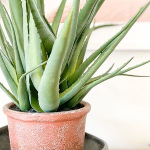 Discover the secrets to successfully transplanting aloe vera with our easy step-by-step guide. Keep your plant thriving as you move it to a new home!