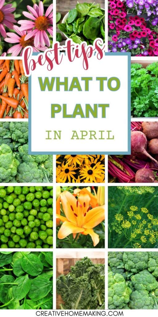 Looking for gardening inspiration? Explore our guide on what flowers, vegetables, and herbs to plant in April for a thriving garden. Get ready to sow seeds, nurture seedlings, and watch your garden come to life!