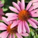 Discover the top plants to sow in April for a vibrant and productive garden! From colorful flowers to delicious vegetables, find the perfect additions for your spring planting.